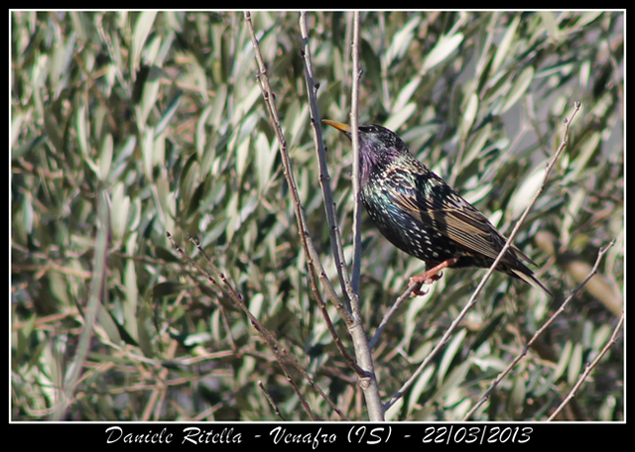 Sturnus vulgaris maschio???